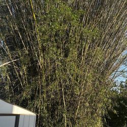 Bamboo Up To 100’ Tall.
