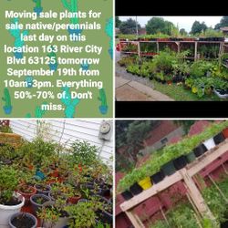 Plants for Sale
