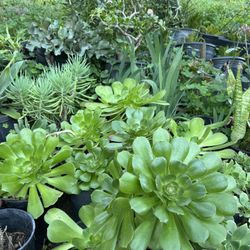 Succulents Plant 