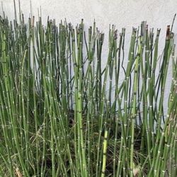 Bundle Of 3 x 1 Gallon Pots - Horsetail Plant Equisetum - Mini Bamboo - About 10 Reeds Each Gallon ranging from 12” to 40” tall. Rooted & Established 