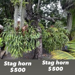 Stag Horn Fern . 