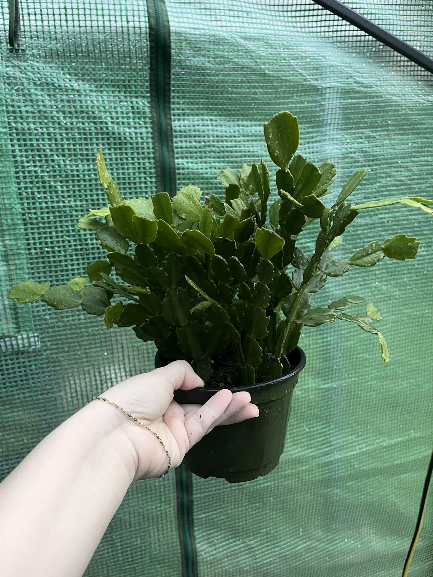 Christmas Cactus - 6”