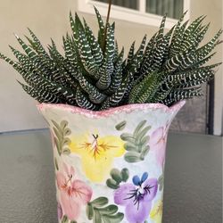 Zebra Haworthia Succulent.
