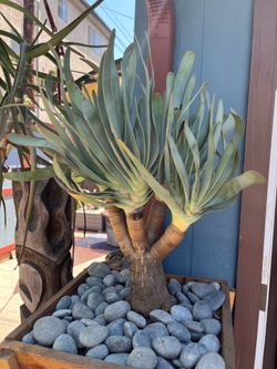 X-Large specimen Fan Aloe