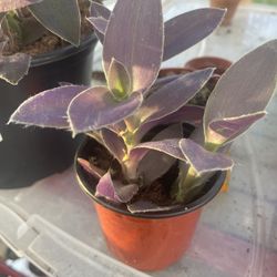 Purple Plants 