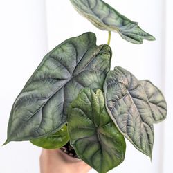 Alocasia Baginda Dragon Scale Plant 4" Pot - Indoor House Plants