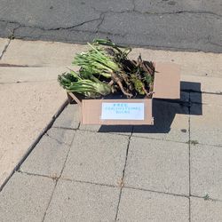 FREE Fennel Bulbs / Roots - On Curb - see address below