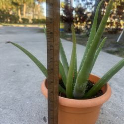 Aloe Vera Plant