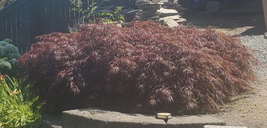 Japaneses Maple -Red Dragon Lace Leef Japanese Maple