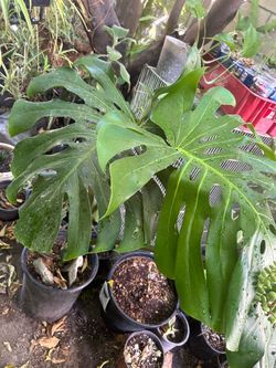 Planta grande