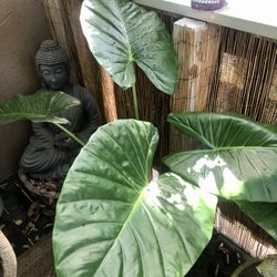 Elephant Ear Plant 