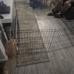 Metal Dog Cage