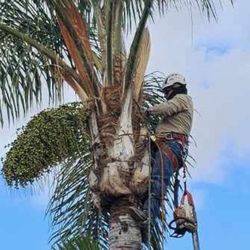 Palm Trees