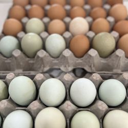 Fresh Eggs! $5 Per Dozen 