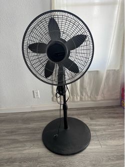 Fan