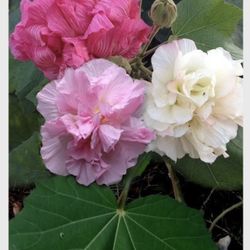 Confederate Rose Plant Cuttings Rooting 