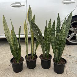Snake Plant 10$ Each