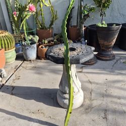 Dragon Fruit Plant 
