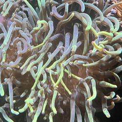 Green And Purple Bubble Tip Anemone 