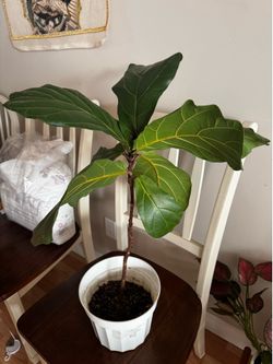 Fiddle plant tree