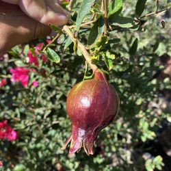 Pomegranate Tree
