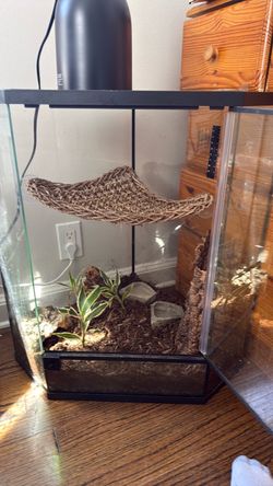 Glass Reptile Terrarium with Accessories