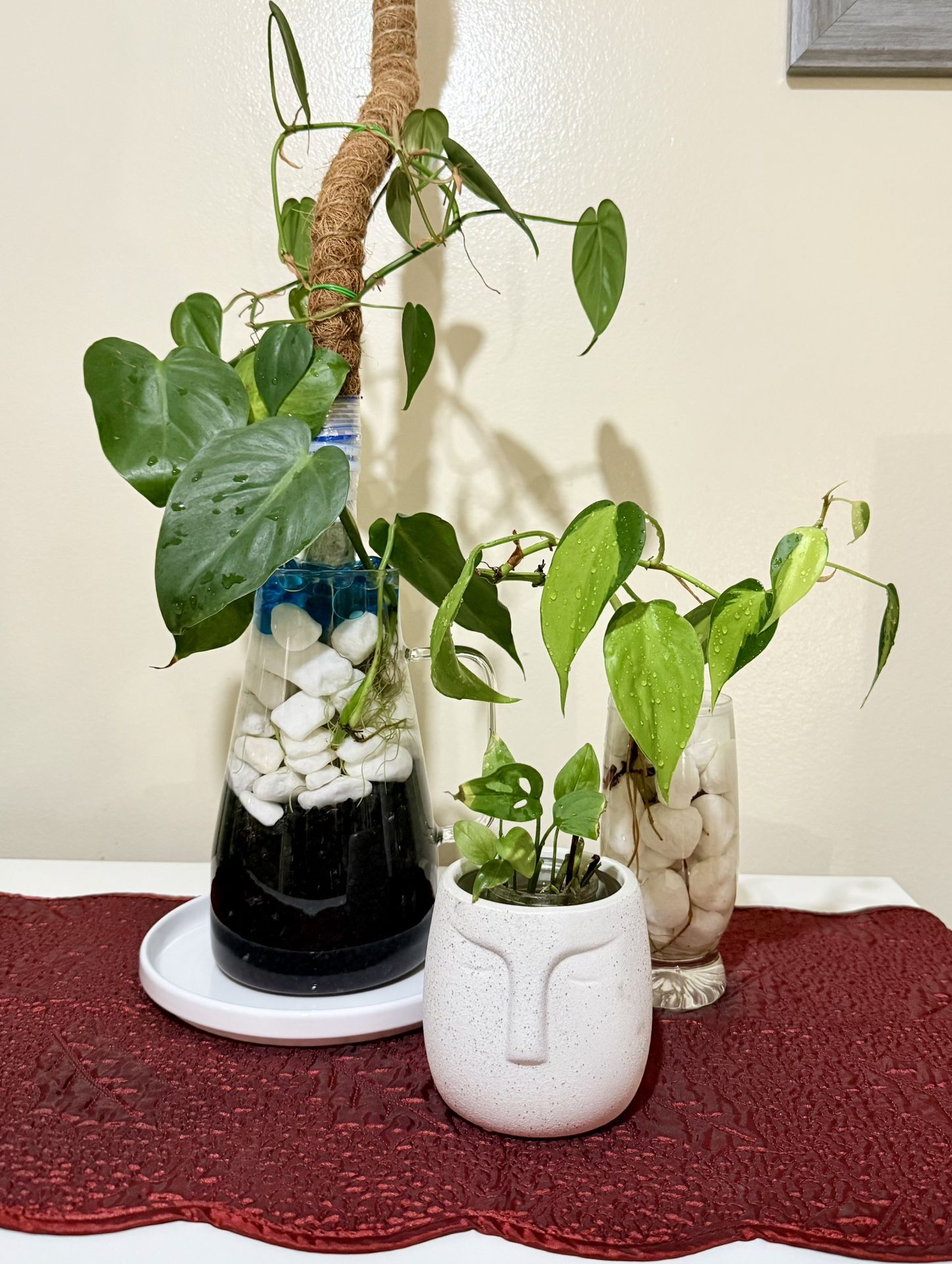 Sweetheart and Brasil Philodendron