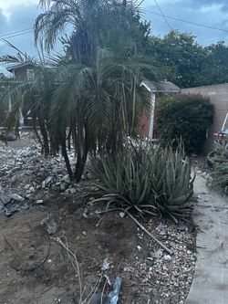 Palm trees/ Alovera Plants
