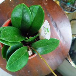 Hoya Australis 