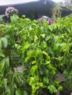 Passion fruit vine / planta de maracuya