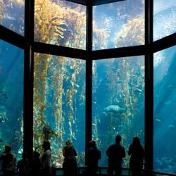 Monterey Bay aquarium Tickets 
