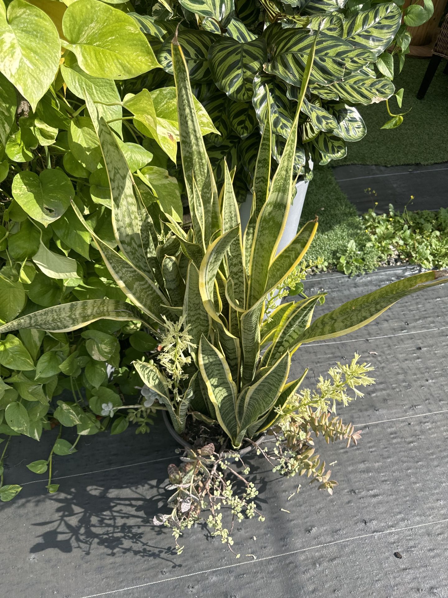 Houndstongue Plant With succulent 