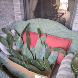 2 BOXED LBS NOPAL Pear Cactus Pads Pink Flowers Red Fruit $12 -Ship $8