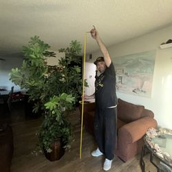 Dwarf Umbrella Tree