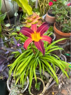 Beautiful flowers plant in 5 gallon container.