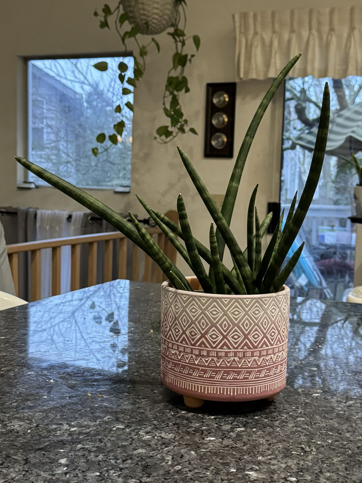 Dracaena angolensis/African spear plant/cylindrical snake plant/Starfish