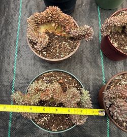 Echeveria Poppy Crest 8”inch wide $35ea