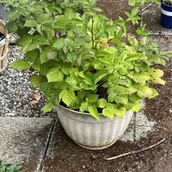 Thornless Rasberry Plants