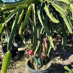 Dragonfruit Trellis