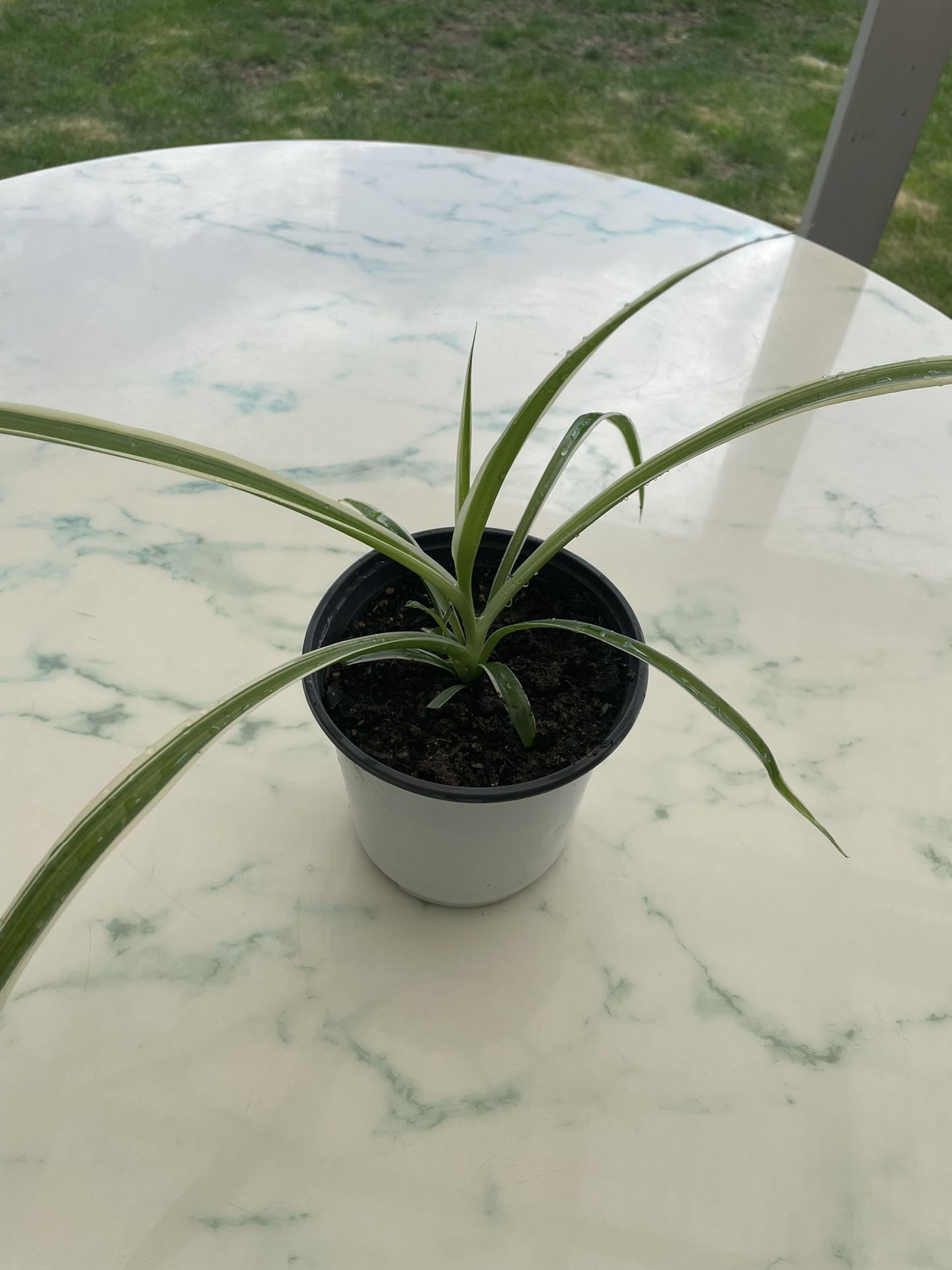 Spider Plant ‘Chlorophytum comosum’ (Out/In Door Life Plant)