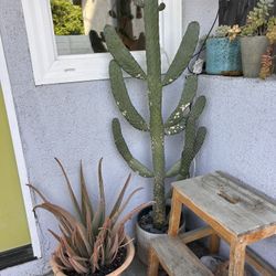 Aloe Plant