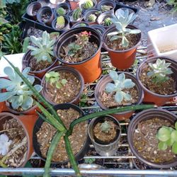 Succulents House Plants