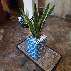 Sansevieria Snake Plant In 10in Ceramic Pot With Rocks And Nlue Stones