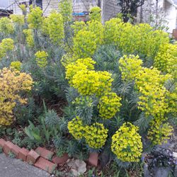 Euphorbia "Shorty" Plant Starts