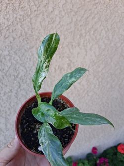 RARE. Epipremnum Giganteum Marble Plant $30