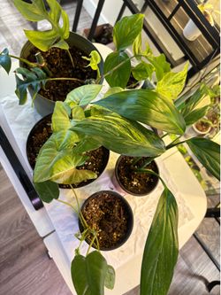 Bundle of Aroid indoor plants  SALE