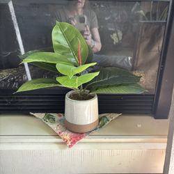 Large Broad Leaf Plant In 4” Pot