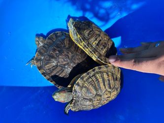 Water turtle tank