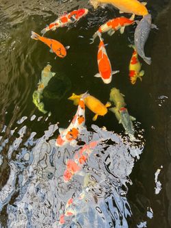 Japanese koi