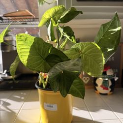 Rooted Plant Prorogation  